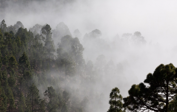 Ostrzeżenie meteorologiczne - gęsta mgła